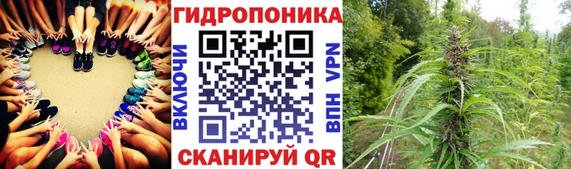 Каннабис семена  Курчалой 
